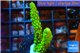 Acropora full neon green 3-4 cm WYSIWYG acclimaté
