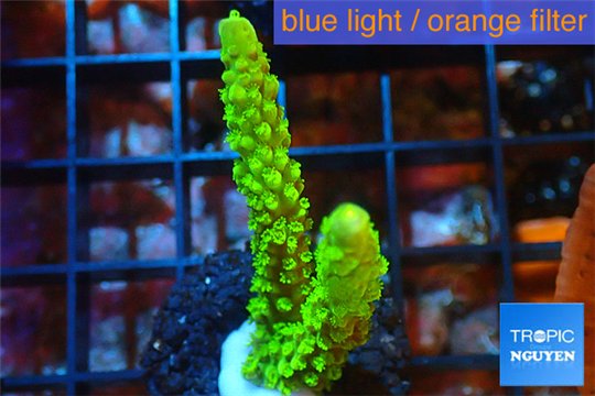 Acropora full neon green 3-4 cm WYSIWYG acclimaté