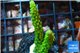 Acropora full neon green 3-4 cm WYSIWYG acclimaté