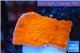 Montipora red cap 2-3 cm WYSIWYG acclimaté