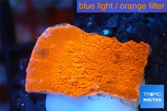 Montipora red cap 2-3 cm WYSIWYG acclimaté