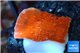 Montipora red cap 2-3 cm WYSIWYG acclimaté