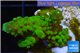 Acropora humilis green Fijii 3-5 cm WYSIWYG acclimaté