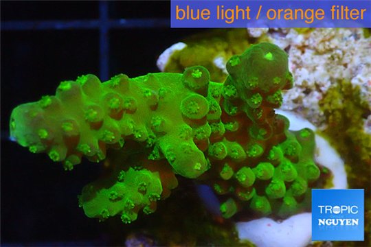 Acropora humilis green Fijii 3-5 cm WYSIWYG acclimaté