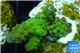 Acropora humilis green Fijii 3-5 cm WYSIWYG acclimaté