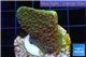Montipora green & purple polyps Fijii 2-4 cm WYSIWYG acclimaté