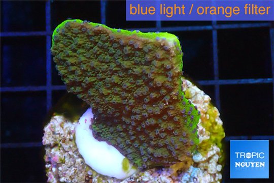 Montipora green & purple polyps Fijii 2-4 cm WYSIWYG acclimaté