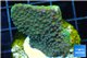 Montipora green & purple polyps Fijii 2-4 cm WYSIWYG acclimaté