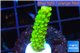 Acropora full neon green 2-3 cm WYSIWYG acclimaté
