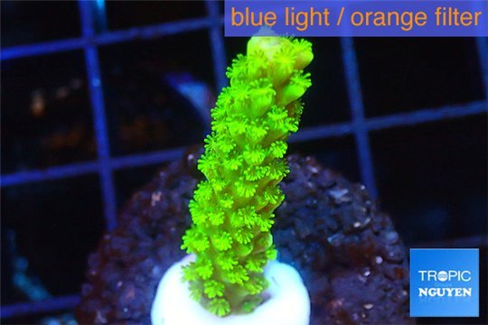 Acropora full neon green 2-3 cm WYSIWYG acclimaté