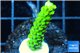 Acropora full neon green 2-3 cm WYSIWYG acclimaté