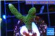 Montipora digitata green 2-3 cm WYSIWYG acclimaté