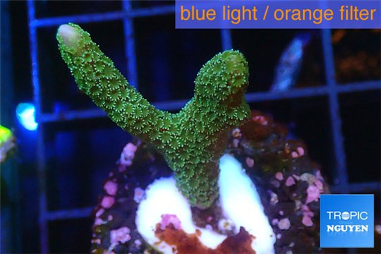 Montipora digitata green 2-3 cm WYSIWYG acclimaté