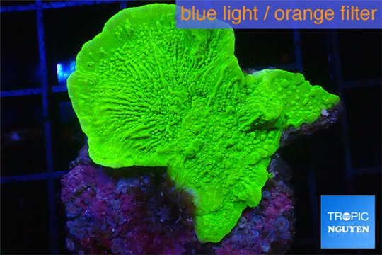 Montipora green cap 2-4 cm WYSIWYG acclimaté