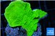 Montipora green cap 2-4 cm WYSIWYG acclimaté