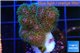 Pocillopora green & pink tip 2-3 cm WYSIWYG acclimaté