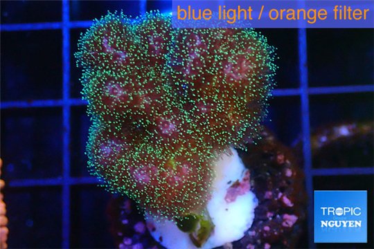 Pocillopora green & pink tip 2-3 cm WYSIWYG acclimaté