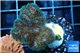 Pocillopora green & pink tip 2-3 cm WYSIWYG acclimaté