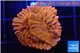 Montipora red & purple polyps 2 cm WYSIWYG acclimaté