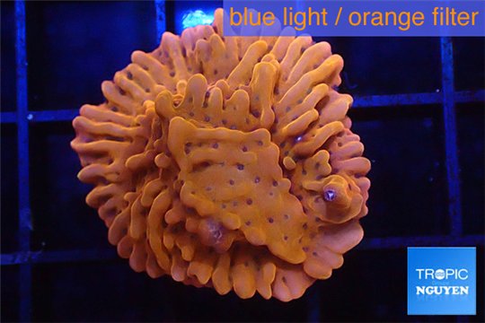 Montipora red & purple polyps 2 cm WYSIWYG acclimaté