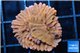 Montipora red & purple polyps 2 cm WYSIWYG acclimaté