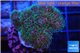 Pocillopora green & pink tip 2-3 cm WYSIWYG acclimaté