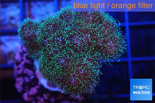Pocillopora green & pink tip 2-3 cm WYSIWYG acclimaté