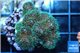 Pocillopora green & pink tip 2-3 cm WYSIWYG acclimaté
