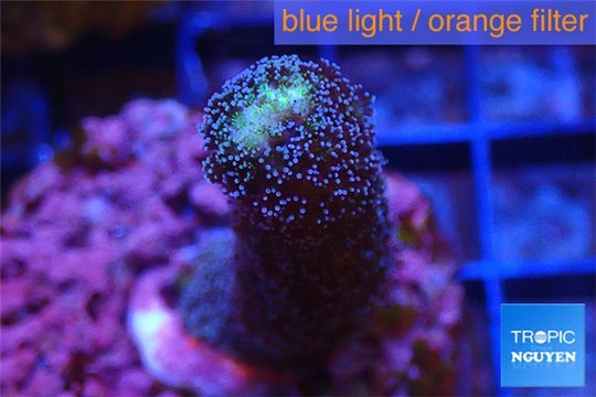 Stylophora milka 2-3 cm WYSIWYG acclimaté