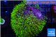 Pachyclavularia neon green 7-10 cm WYSIWYG acclimaté