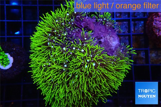Pachyclavularia neon green 7-10 cm WYSIWYG acclimaté