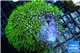 Pachyclavularia neon green 7-10 cm WYSIWYG acclimaté