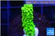 Acropora full neon green 2-3 cm WYSIWYG acclimaté