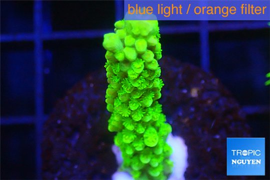 Acropora full neon green 2-3 cm WYSIWYG acclimaté