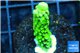 Acropora full neon green 2-3 cm WYSIWYG acclimaté