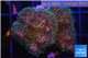 Pocillopora green & pink tip 2-3 cm WYSIWYG acclimaté