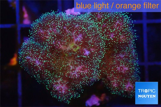 Pocillopora green & pink tip 2-3 cm WYSIWYG acclimaté