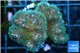 Pocillopora green & pink tip 2-3 cm WYSIWYG acclimaté