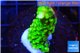 Acropora full neon green 2-3 cm WYSIWYG acclimaté