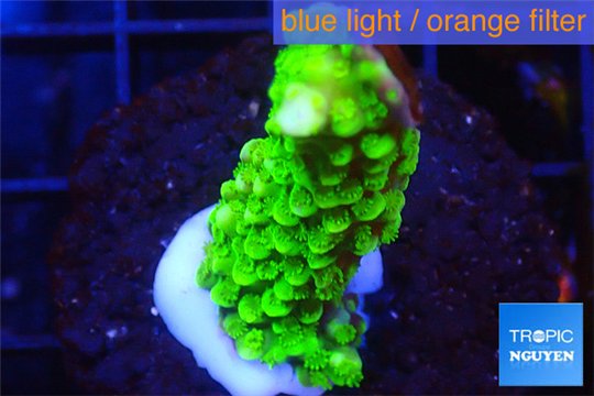 Acropora full neon green 2-3 cm WYSIWYG acclimaté
