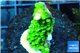 Acropora full neon green 2-3 cm WYSIWYG acclimaté