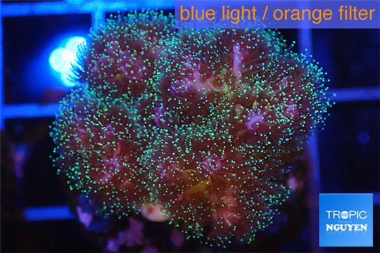 Pocillopora green & pink tip 2-3 cm WYSIWYG acclimaté