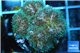 Pocillopora green & pink tip 2-3 cm WYSIWYG acclimaté