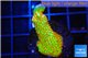 Montipora red fire forest 2-3 cm WYSIWYG acclimaté