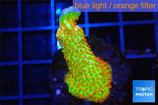 Montipora red fire forest 2-3 cm WYSIWYG acclimaté