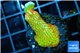 Montipora red fire forest 2-3 cm WYSIWYG acclimaté
