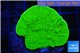 Montipora green cap 2-4 cm WYSIWYG acclimaté