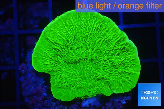 Montipora green cap 2-4 cm WYSIWYG acclimaté