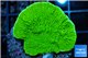 Montipora green cap 2-4 cm WYSIWYG acclimaté