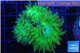 Duncanopsammia green 3 polyps WYSIWYG acclimaté